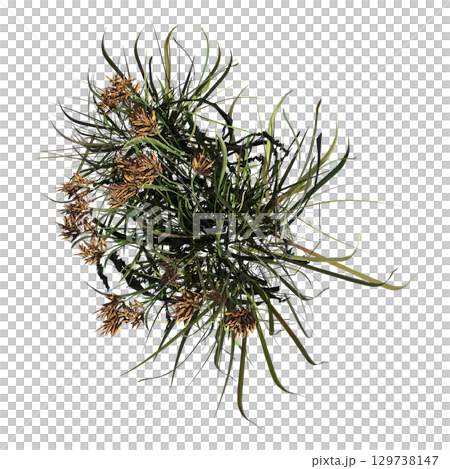 wild field grass, top view, isolated on a transparent background, 3D illustration, cg render wild field grass, top view, isolated on a transparent background, 3D illustration, cg render 129738147