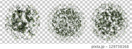 wild field grass, top view, isolated on a transparent background, 3D illustration, cg render 129738168