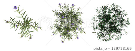 wild field grass, top view, isolated on a transparent background, 3D illustration, cg render 129738169