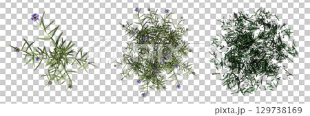 wild field grass, top view, isolated on a transparent background, 3D illustration, cg render 129738169