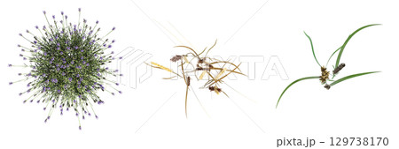 wild field grass, top view, isolated on a transparent background, 3D illustration, cg render 129738170