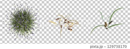 wild field grass, top view, isolated on a transparent background, 3D illustration, cg render 129738170