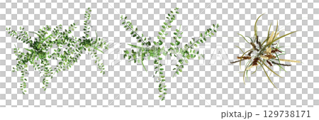wild field grass, top view, isolated on a transparent background, 3D illustration, cg render 129738171