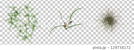 wild field grass, top view, isolated on a transparent background, 3D illustration, cg render wild field grass, top view, isolated on a transparent background, 3D illustration, cg render 129738172