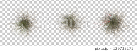 wild field grass, top view, isolated on a transparent background, 3D illustration, cg render wild field grass, top view, isolated on a transparent background, 3D illustration, cg render 129738173