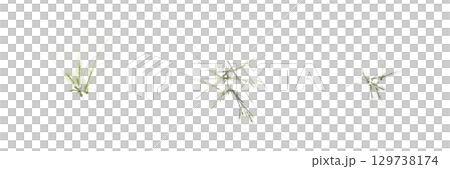 wild field grass, top view, isolated on a transparent background, 3D illustration, cg render wild field grass, top view, isolated on a transparent background, 3D illustration, cg render 129738174