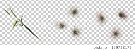 wild field grass, top view, isolated on a transparent background, 3D illustration, cg render wild field grass, top view, isolated on a transparent background, 3D illustration, cg render 129738175