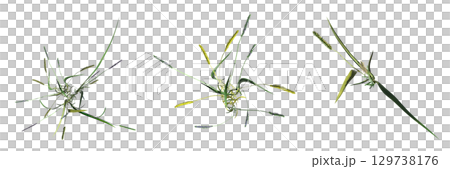 wild field grass, top view, isolated on a transparent background, 3D illustration, cg render wild field grass, top view, isolated on a transparent background, 3D illustration, cg render 129738176