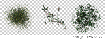 wild field grass, top view, isolated on a transparent background, 3D illustration, cg render wild field grass, top view, isolated on a transparent background, 3D illustration, cg render 129738177