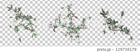 wild field grass, top view, isolated on a transparent background, 3D illustration, cg render 129738179