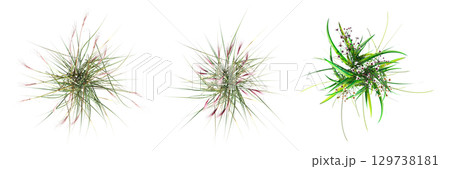 wild field grass, top view, isolated on a transparent background, 3D illustration, cg render 129738181