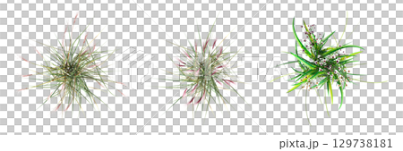 wild field grass, top view, isolated on a transparent background, 3D illustration, cg render 129738181