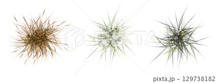 wild field grass, top view, isolated on a transparent background, 3D illustration, cg render wild field grass, top view, isolated on a transparent background, 3D illustration, cg render 129738182