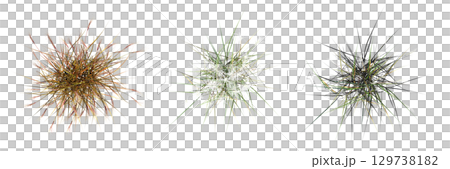 wild field grass, top view, isolated on a transparent background, 3D illustration, cg render wild field grass, top view, isolated on a transparent background, 3D illustration, cg render 129738182