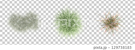 wild field grass, top view, isolated on a transparent background, 3D illustration, cg render 129738183