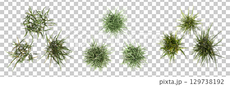 wild field grass, top view, isolated on a transparent background, 3D illustration, cg render 129738192