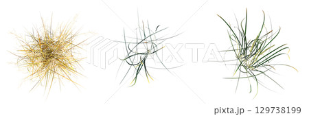 wild field grass, top view, isolated on a transparent background, 3D illustration, cg render 129738199