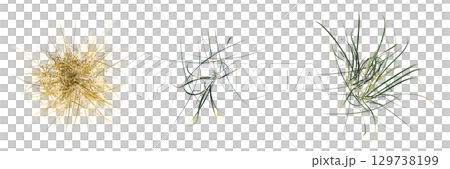 wild field grass, top view, isolated on a transparent background, 3D illustration, cg render 129738199