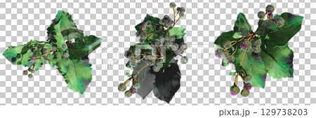 wild field grass, top view, isolated on a transparent background, 3D illustration, cg render 129738203