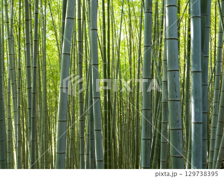 竹が密集した竹林の風景 129738395