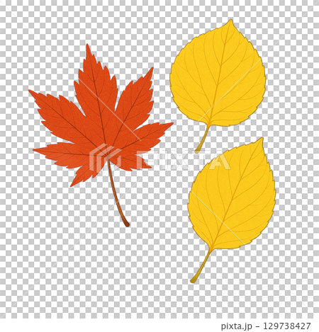 もみじと黄色い落ち葉セット　秋の紅葉イラスト　透過切り抜き素材 129738427
