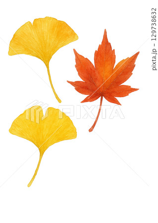 もみじとイチョウの落ち葉セット　秋の紅葉黄葉イラスト　透過切り抜き素材 129738632