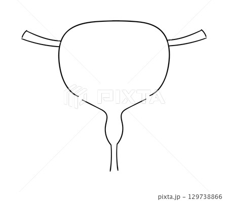 膀胱の線画イラスト 膀胱の線画イラスト 129738866