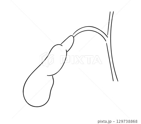 胆嚢の線画イラスト 129738868