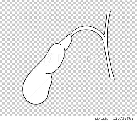 胆嚢の線画イラスト 129738868