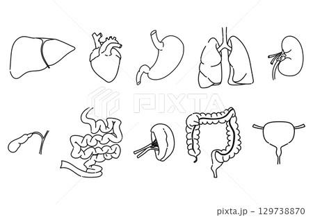 内臓の線画イラストセット 内臓の線画イラストセット 129738870