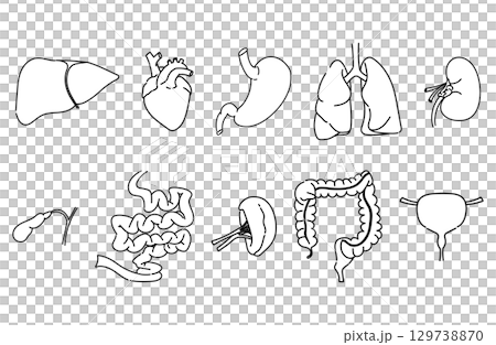 内臓の線画イラストセット 内臓の線画イラストセット 129738870