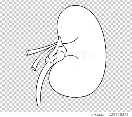 Kidney line drawing illustration Kidney line drawing illustration 129738871