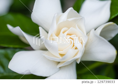 甘い香りと白く清純な花 くちなしの花 甘い香りと白く清純な花 くちなしの花 129739033