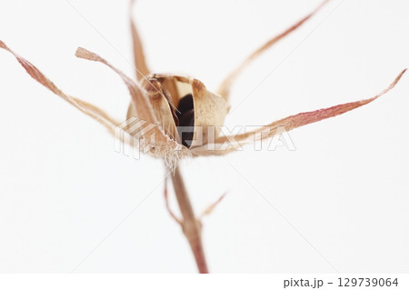 大きく割れて黒い種がむき出しになったアサガオの実 大きく割れて黒い種がむき出しになったアサガオの実 129739064