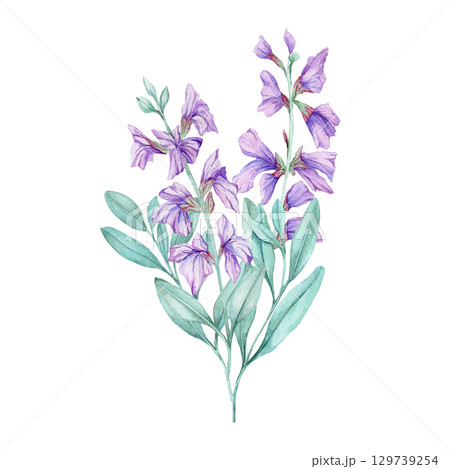 Lavender-colored sage flowers with pale green foliage in watercolor illustration. Best used in herbal recipe books, tea labels, natural product packaging, or botanical wedding stationery. Lavender-colored sage flowers with pale green foliage in watercolor illustration. Best used in herbal recipe books, tea labels, natural product packaging, or botanical wedding stationery. 129739254