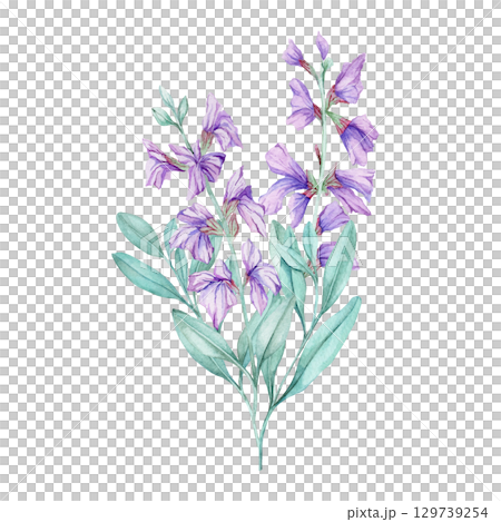 Lavender-colored sage flowers with pale green foliage in watercolor illustration. Best used in herbal recipe books, tea labels, natural product packaging, or botanical wedding stationery. 129739254
