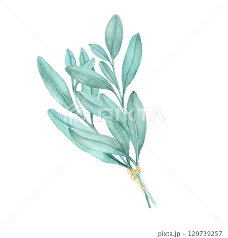 Green sage leaves tied with twine in a hand-painted watercolor illustration. Ideal for natural cosmetic labels, organic food packaging, herb tea branding, or eco-friendly kitchen printables. 129739257