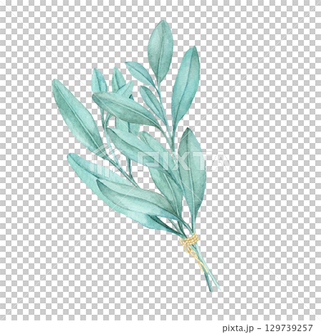Green sage leaves tied with twine in a hand-painted watercolor illustration. Ideal for natural cosmetic labels, organic food packaging, herb tea branding, or eco-friendly kitchen printables. 129739257