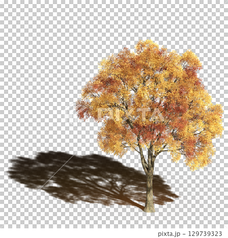 large tree with a shadow under it, isolated on a transparent background, 3D illustration, cg render 129739323