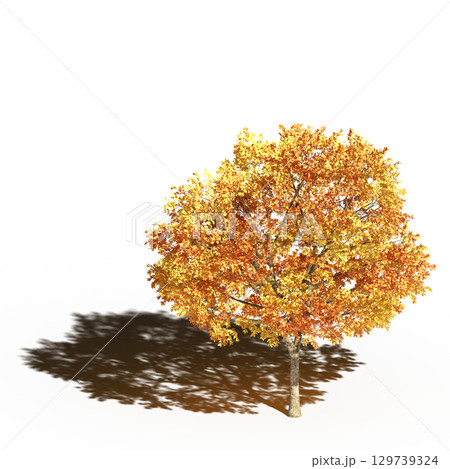 large tree with a shadow under it, isolated on a transparent background, 3D illustration, cg render 129739324