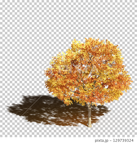 large tree with a shadow under it, isolated on a transparent background, 3D illustration, cg render large tree with a shadow under it, isolated on a transparent background, 3D illustration, cg render 129739324