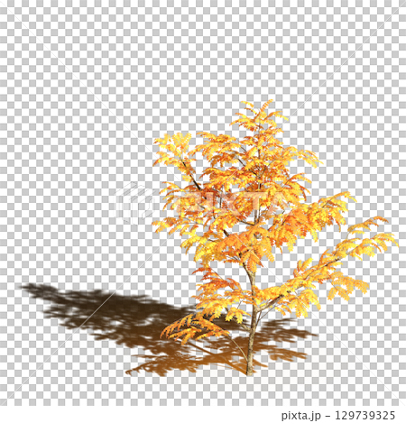 large tree with a shadow under it, isolated on a transparent background, 3D illustration, cg render 129739325