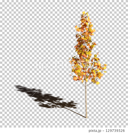 large tree with a shadow under it, isolated on a transparent background, 3D illustration, cg render 129739326