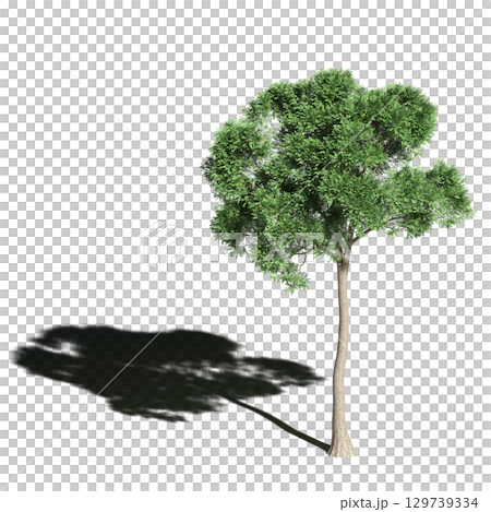large tree with a shadow under it, isolated on a transparent background, 3D illustration, cg render 129739334