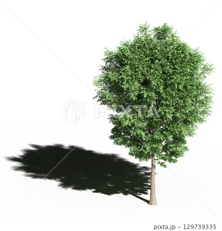 large tree with a shadow under it, isolated on a transparent background, 3D illustration, cg render 129739335