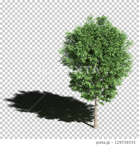 large tree with a shadow under it, isolated on a transparent background, 3D illustration, cg render 129739335
