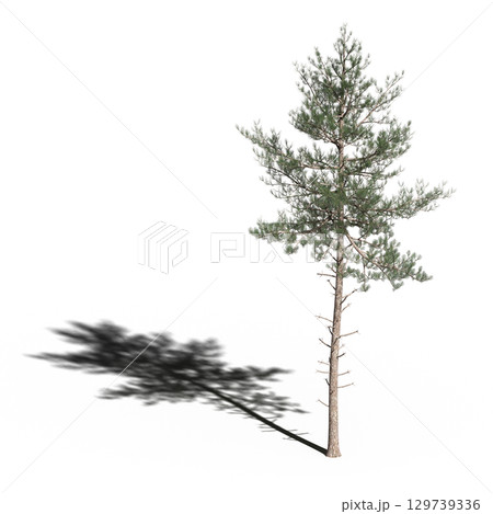 large tree with a shadow under it, isolated on a transparent background, 3D illustration, cg render 129739336