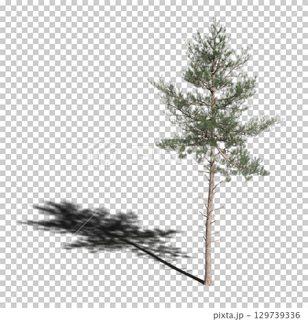 large tree with a shadow under it, isolated on a transparent background, 3D illustration, cg render 129739336