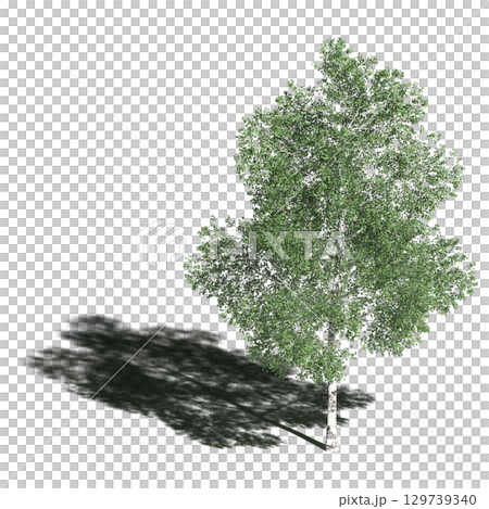 large tree with a shadow under it, isolated on a transparent background, 3D illustration, cg render 129739340
