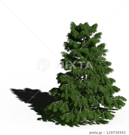 large tree with a shadow under it, isolated on a transparent background, 3D illustration, cg render 129739341